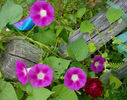 Ipomoea La vie en rose