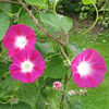 ipomoea-crimson-rambler