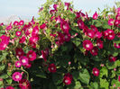 Ipomoea Scarlet O'Hara