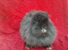 Femela Angora Francez/German 50/50%