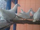Photo0279