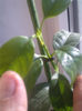 04.02.2014 - multiflora