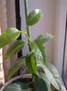04.02.2014 - multiflora