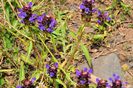 Prunella Vulgaris