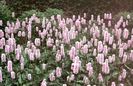 Persicaria Bistorta