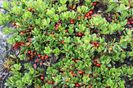 Arctostaphylos Uva-ursi