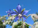 Borago Officinalis