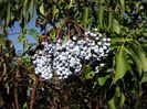 Sambucus Cerulea