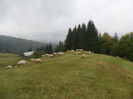 SAM_3827