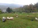 SAM_3905