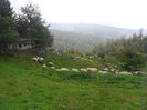 SAM_3907