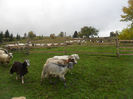 SAM_3928