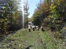 SAM_3929