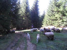 SAM_3936