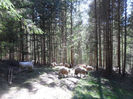 SAM_3937