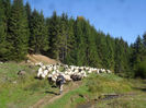 SAM_3945