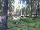 SAM_3955