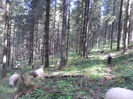 SAM_3958