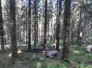 SAM_3959