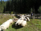 SAM_3964