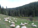 SAM_3976