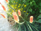 Tritoma-Crin faclie -Kniphofia