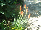 Tritoma-Crin faclie -Kniphofia