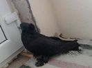 primita de la Domnul Nitu Marius