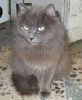 Sheba