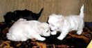 Picture 034