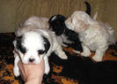 Picture 044