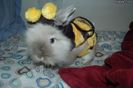 Cute_Little_Bunny