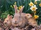 Palomino_Rabbits