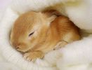 very_little_rabbit