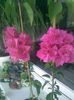 Pagoda Pink