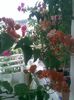Pic_0824_300