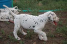 Caine Dalmatian