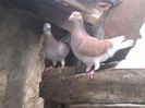 95310630_GSJOMMY
