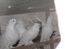 Picture 009