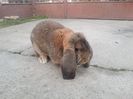 mascul agouti 1