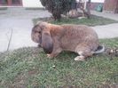 mascul agouti 1