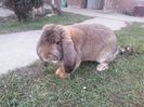 mascul agouti 1