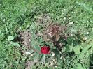 DSC02196