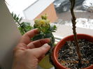 Kalanchoe