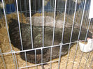 S8305193