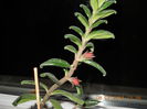 aeschynantus