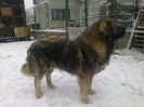 BRUNO ,,ZEII MUNTILOR "