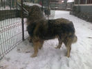 BRUNO ,,ZEII MULTILOR "
