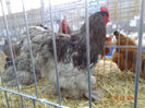 DSC05355