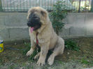 Femela 3,5 luni IRIS